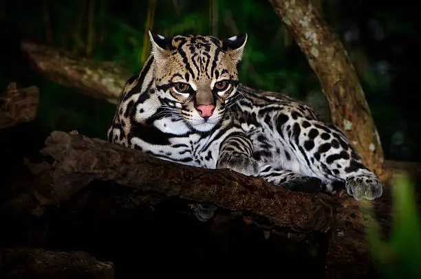 Photo of Ocelot in a tree