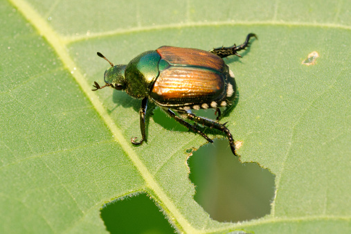 Damage to soybean leaf caused by Japanese beetle (Popillia japonica or Popilla japonica), a scarab beetle. Illinois, USA.