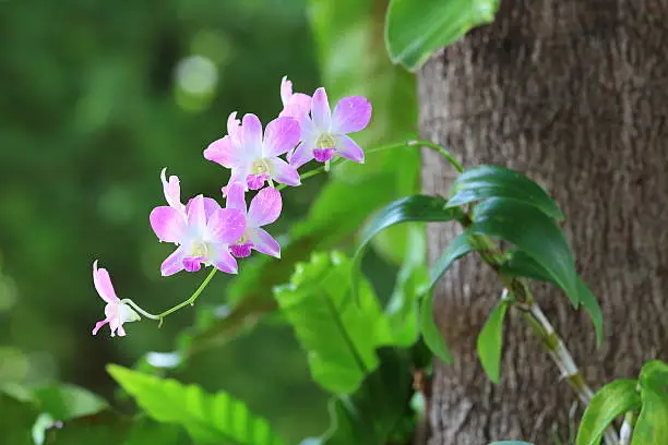 Beautiful Pink Orchid on the Tree.