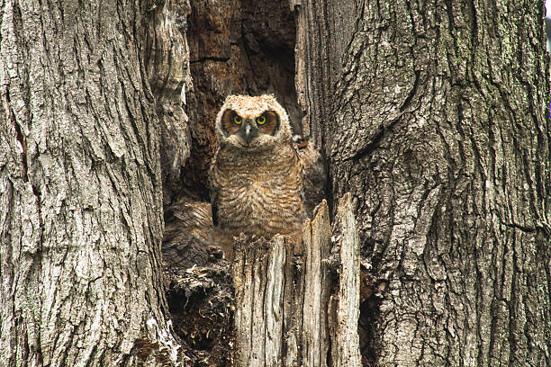 Young Baby Great Horned Owl In Tree stock photo