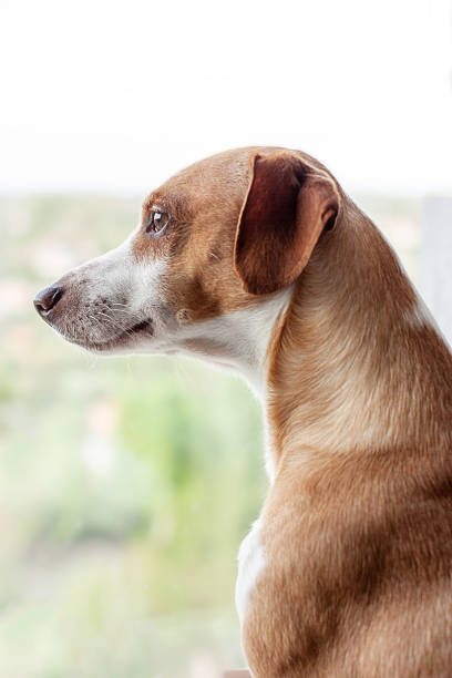 istock Jack Russell Terrier portrait 474204090
