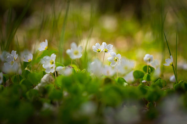 istock White wild flowers blooming. Wood sorrel 474204244