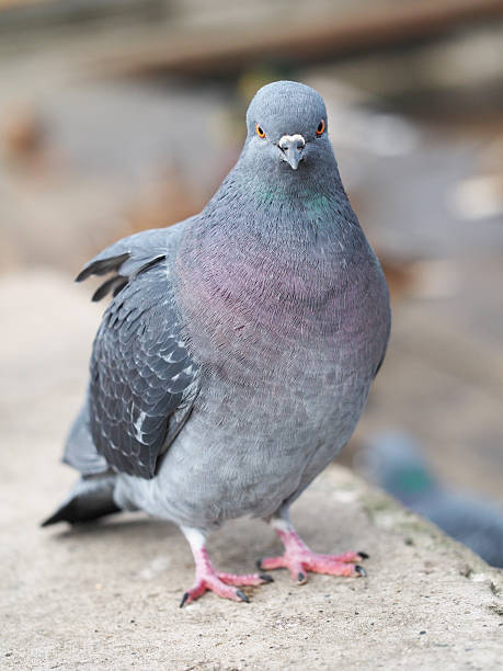istock portrait of pigeon 474205055
