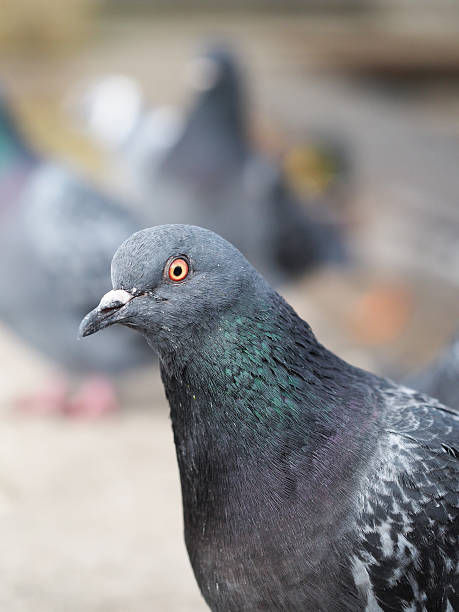 istock portrait of pigeon 474205061