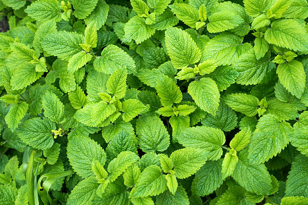 Melissa officinalis leaves isolated