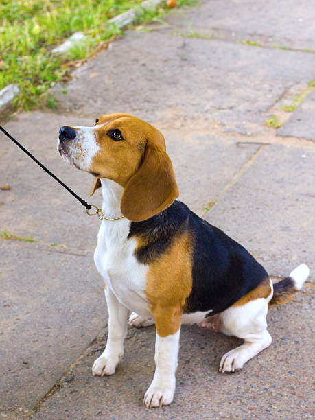 istock dog Beagle breed sits on green grass in the summer 474207714