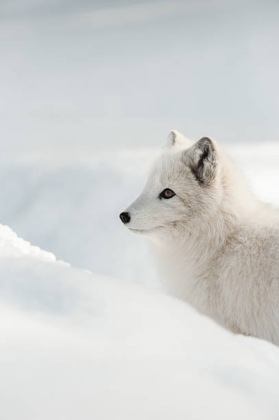 Raposa Polar - foto de acervo