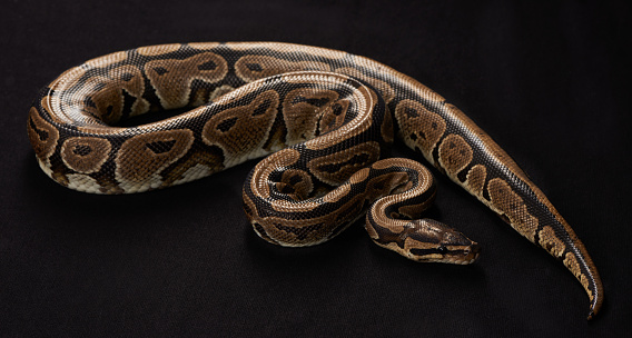 Snake Burmese Python molurus bivittatus isolated on white background