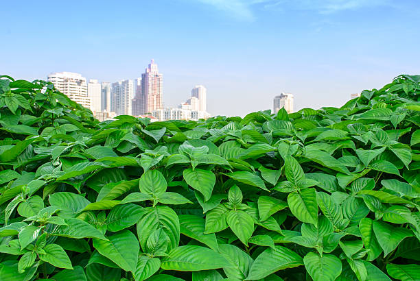 istock City Skyline Over Green Leaves 474211670