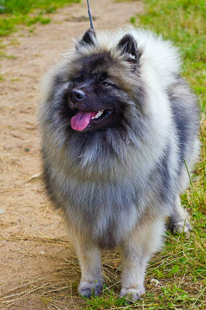 istock Wolfsspitz dog smiles on green grass in the summer lawn 474211762