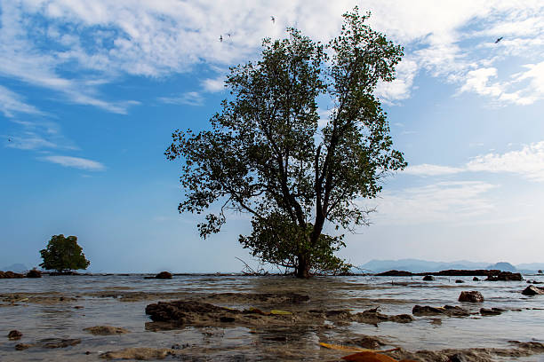 istock Mangrove Trees, Birds, Leaves. 474211844