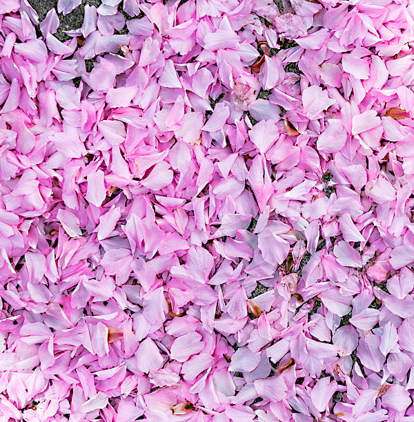 istock pink blossom of a tree 474211864