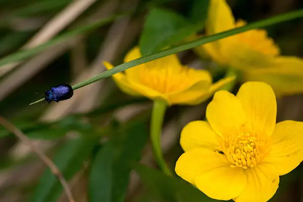 Flowers of marsh marigold and beetle