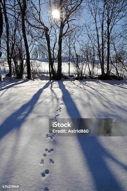 No Inverno - Fotografias de stock e mais imagens de A nevar - A nevar, Alemanha, Allgau