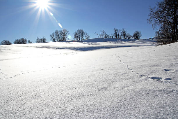 no inverno - schneelandschaft - fotografias e filmes do acervo