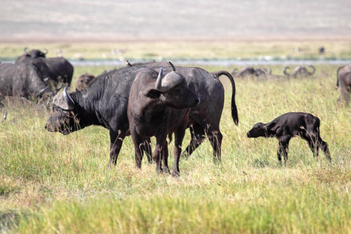 Family of african buffalos (Syncerus caffer) with a young calf