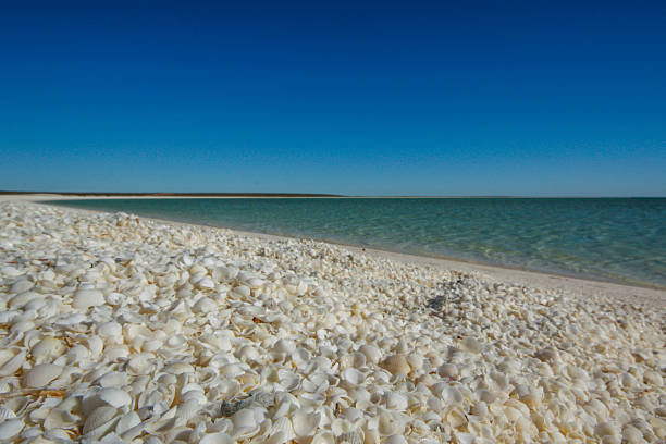 Shell Beach stock photo