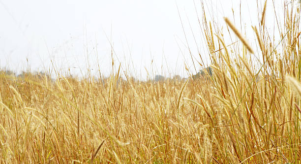 istock Ripe yellow ears of wheat 474213161