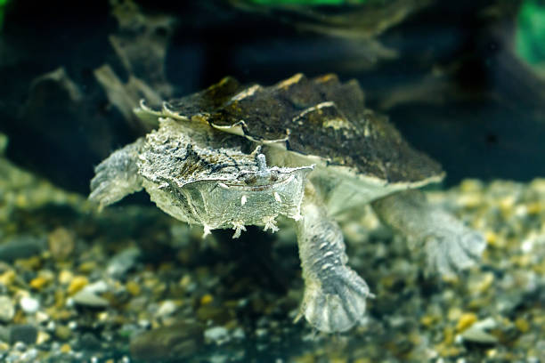 exótico tortugas matamata de agua dulce - artex fotografías e imágenes de stock
