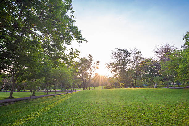 istock beautiful green park with sun light 474216016