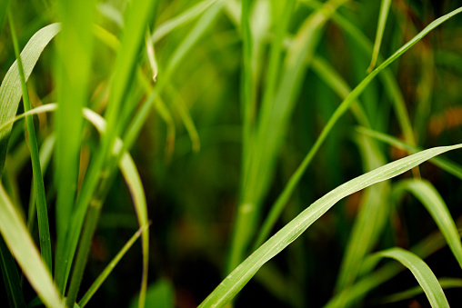 Macro shot of green grass bladeshttp://195.154.178.81/DATA/i_collage/pu/shoots/804657.jpg