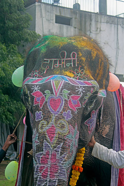 istock Close-up of a painted elephant, India 474216383