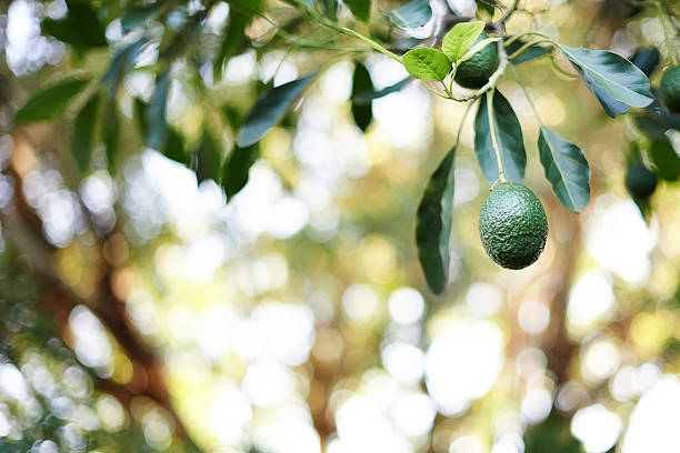 свежие авокадо свисающими из дерево - mmmm стоковые фото и изображения