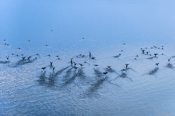 istock Flock of wild geese taking flight from the lake. 474217049