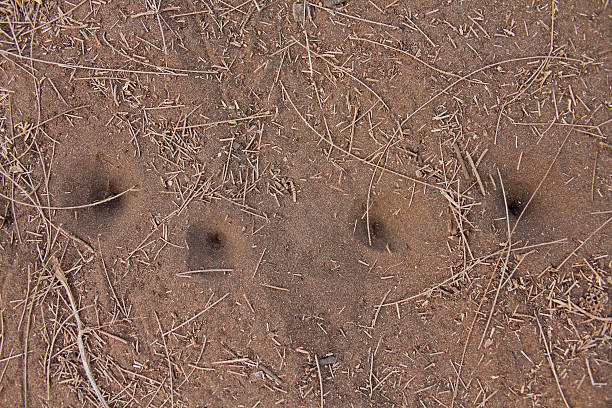 istock Funnel of Antlion 474217675