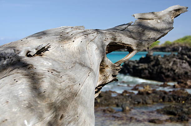 istock Massive piece of white dry wood trunk at Beach 69 474217844