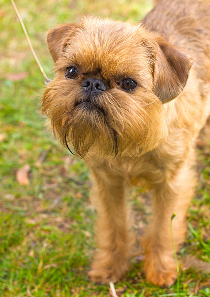 istock red dog Brussels Griffon breed on green grass in the 474218306