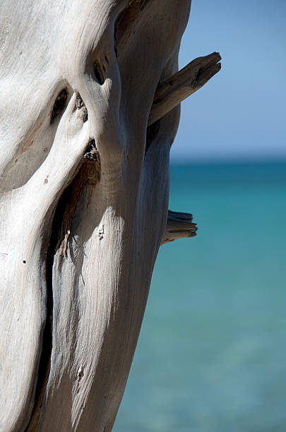 Bright white dry wood trunk at Beach 69