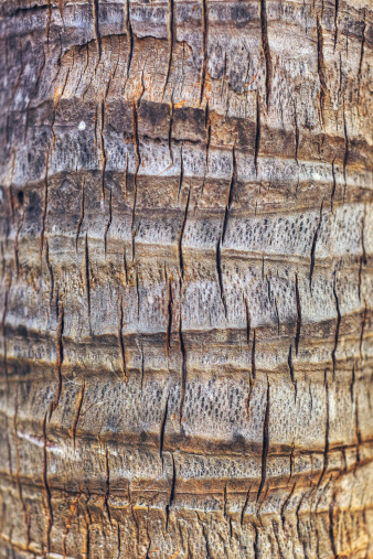 Detail of Palm Tree bark.