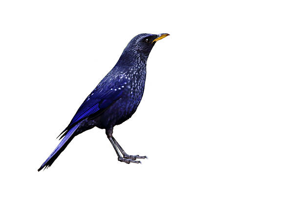 istock Blue Whistling Thrush isolated on white background (Myiophoneus caeruleus) 474221812