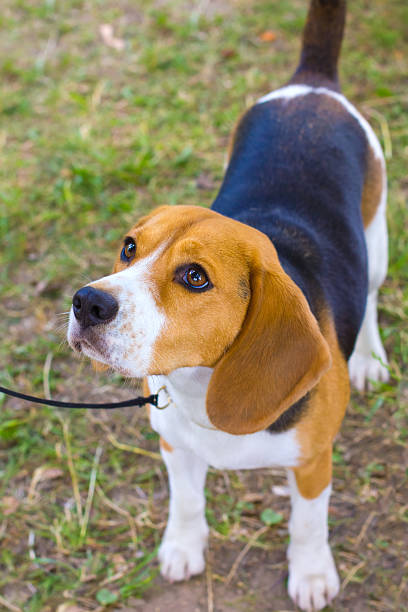istock dog Beagle breed on green grass in the summer 474221968