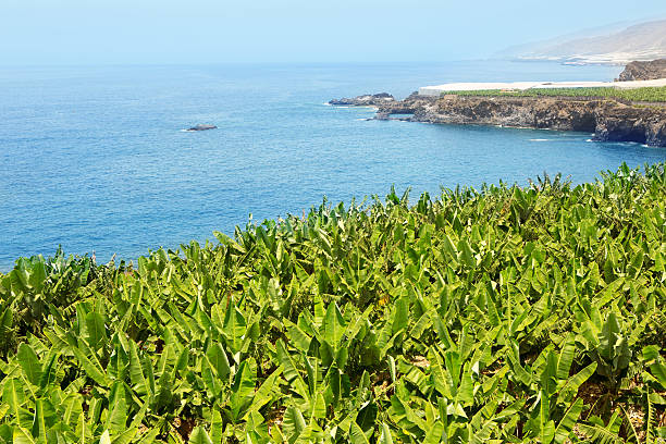 Banana plantation near the ocean in La Palma Canarian Banana plantation near the ocean in La Palma Canary Islands plantain banana banana tree tropical climate stock pictures, royalty-free photos & images