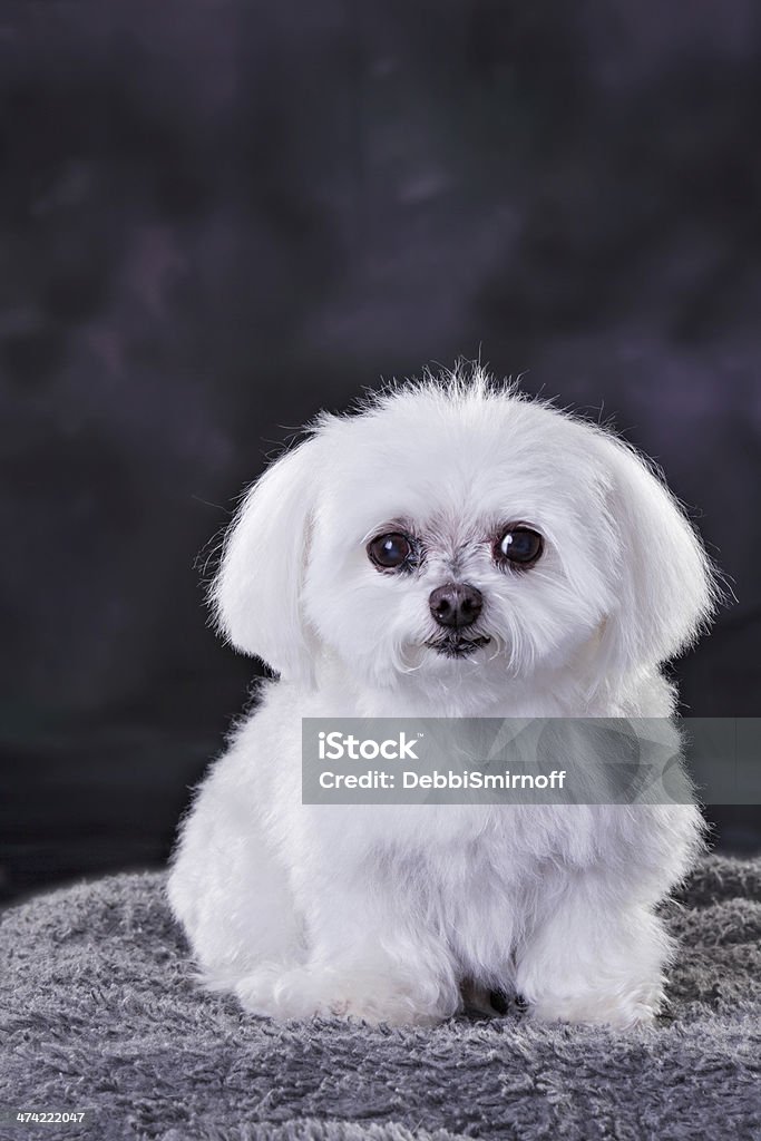 Maltese Dog A close up shot of a white maltese pup looking at you. Alertness Stock Photo