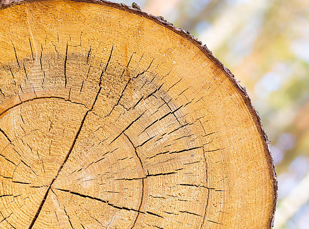 istock Background of sliced tree trunk 474222174