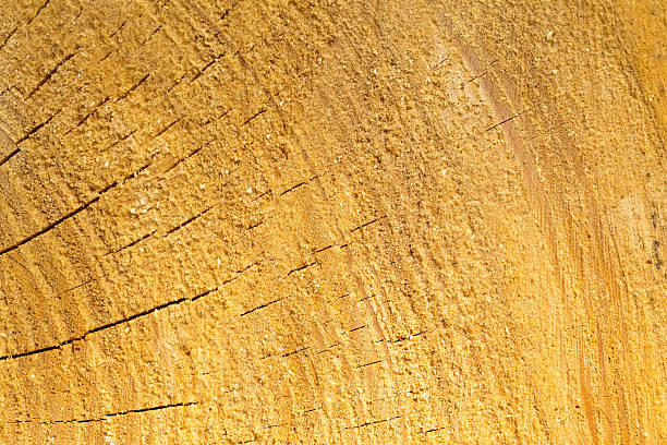 istock Background of sliced tree trunk 474222198