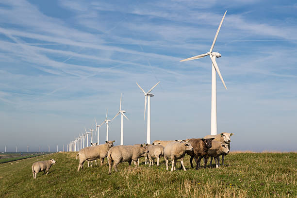 istock Long row Dutch wind turbines with herd of sheep 474222522