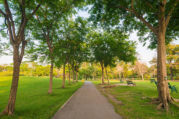 istock Beautiful avenue in to the park. 474222562