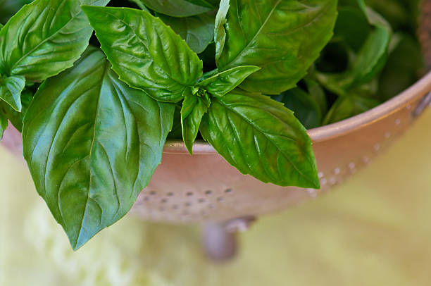 istock Vintage Colander Filled with Freshly Picked Basil 474222707