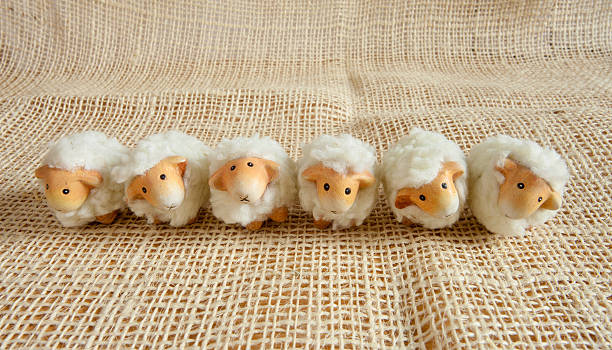 istock Six cute sheep in the farm 474223468