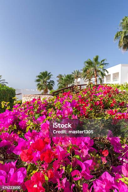 Pink Bougainvillea Sharm El Sheikh Egypt Stock Photo - Download Image Now - 2015, Beauty, Blossom