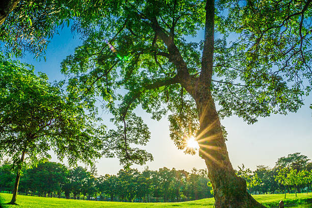 istock Park and recreation area in the city 474226504