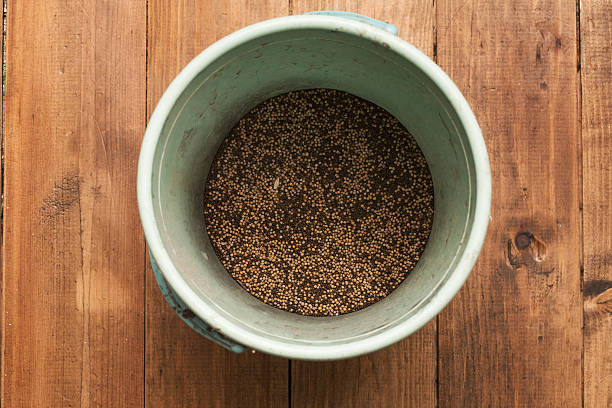 the green manure mix seeds close up