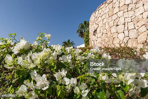 White Bougainvillea Sharm El Sheikh Egypt Stock Photo - Download Image Now - 2015, Beauty, Blossom