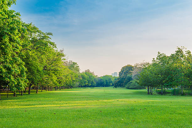 istock Green grass field and tree in city park 474227396