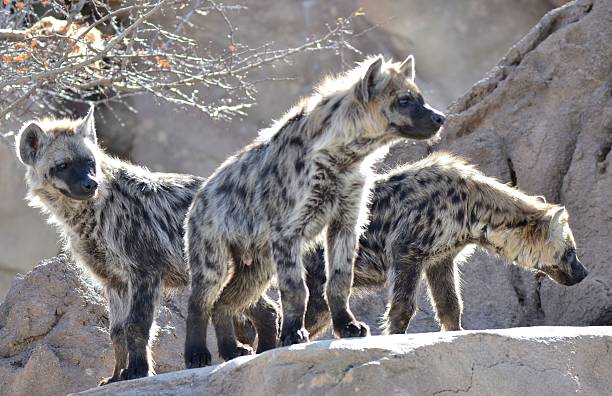 Pack of Hyenas Pack of Hyenas hyena stock pictures, royalty-free photos & images