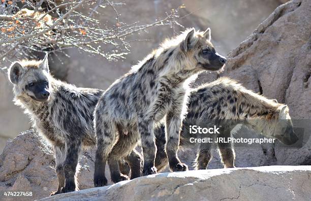 Pack Of Hyenas Stock Photo - Download Image Now - Hyena, 2015, Animal